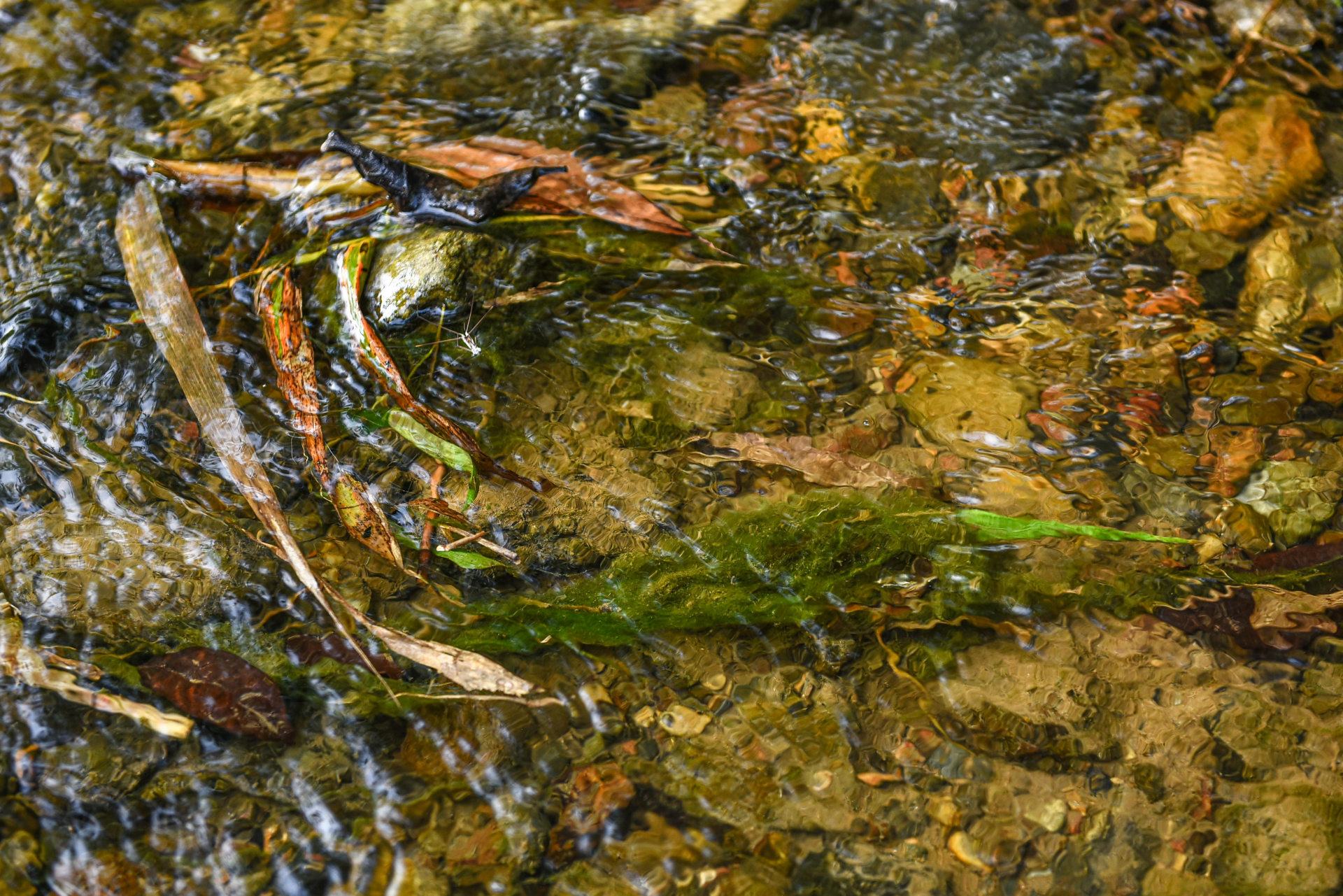 After the rainy season comes the harvest season for stone moss. The ideal time to pick moss is early in the morning when the water is still clear and the stream is not crowded with people.