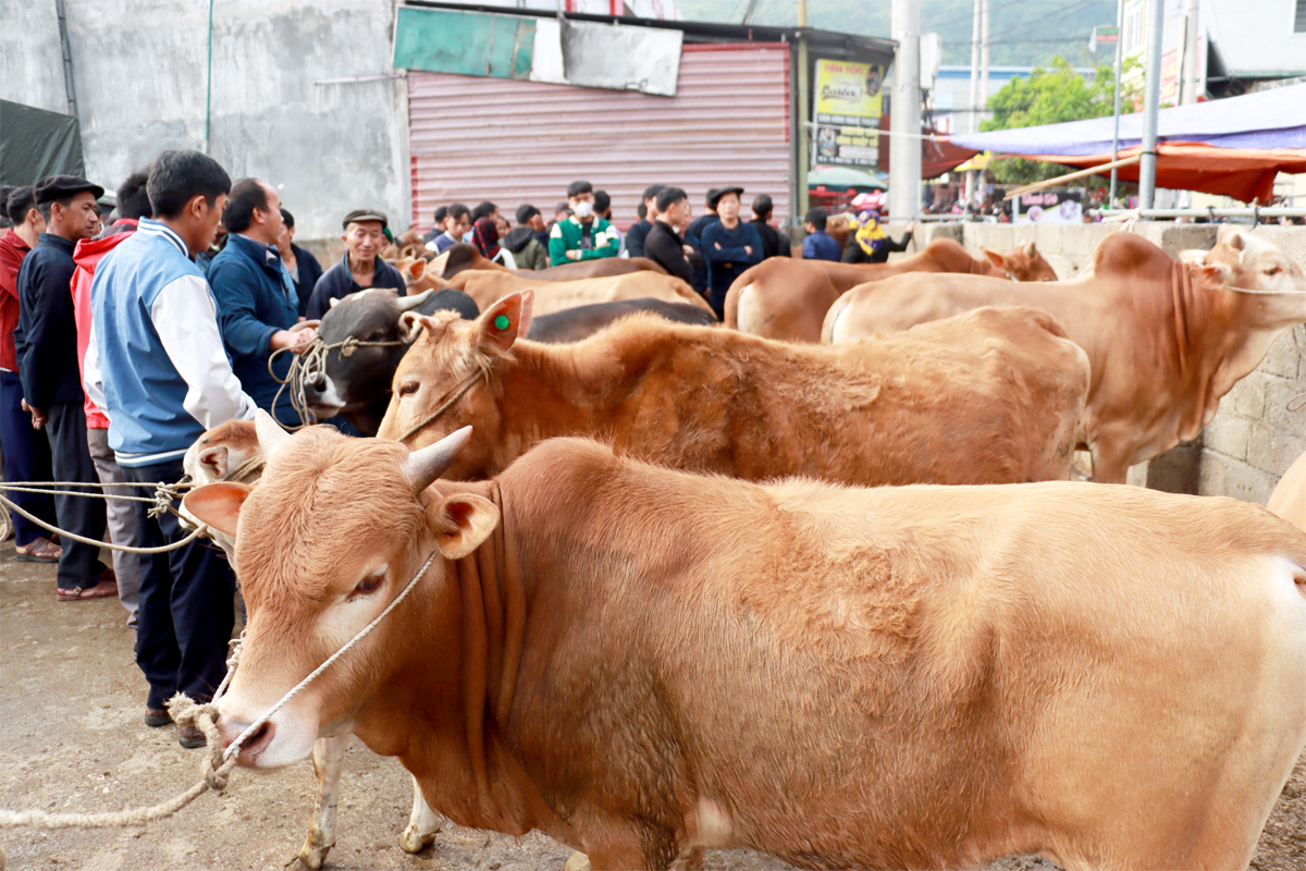 Một góc chợ bò Mèo Vạc.