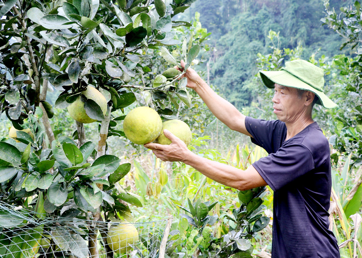 Vườn cây ăn quả của đảng viên Thào Đức Thính đến vụ thụ hoạch.