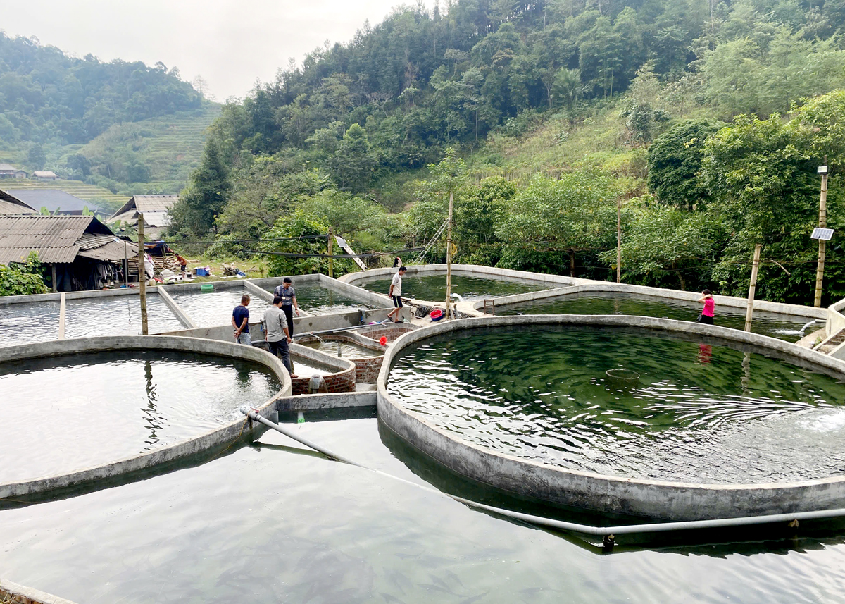 Dang Van Thang next to the sturgeon pond. After being raised for 1 year, the fish weigh 2 - 2.5 kg each.