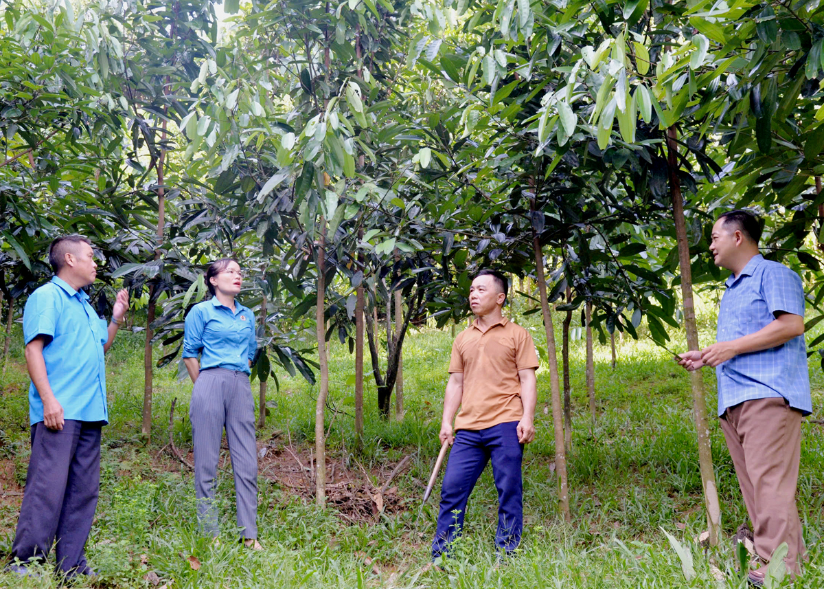 Người dân xã Tân Bắc (Quang Bình) đẩy mạnh phát triển kinh tế rừng.