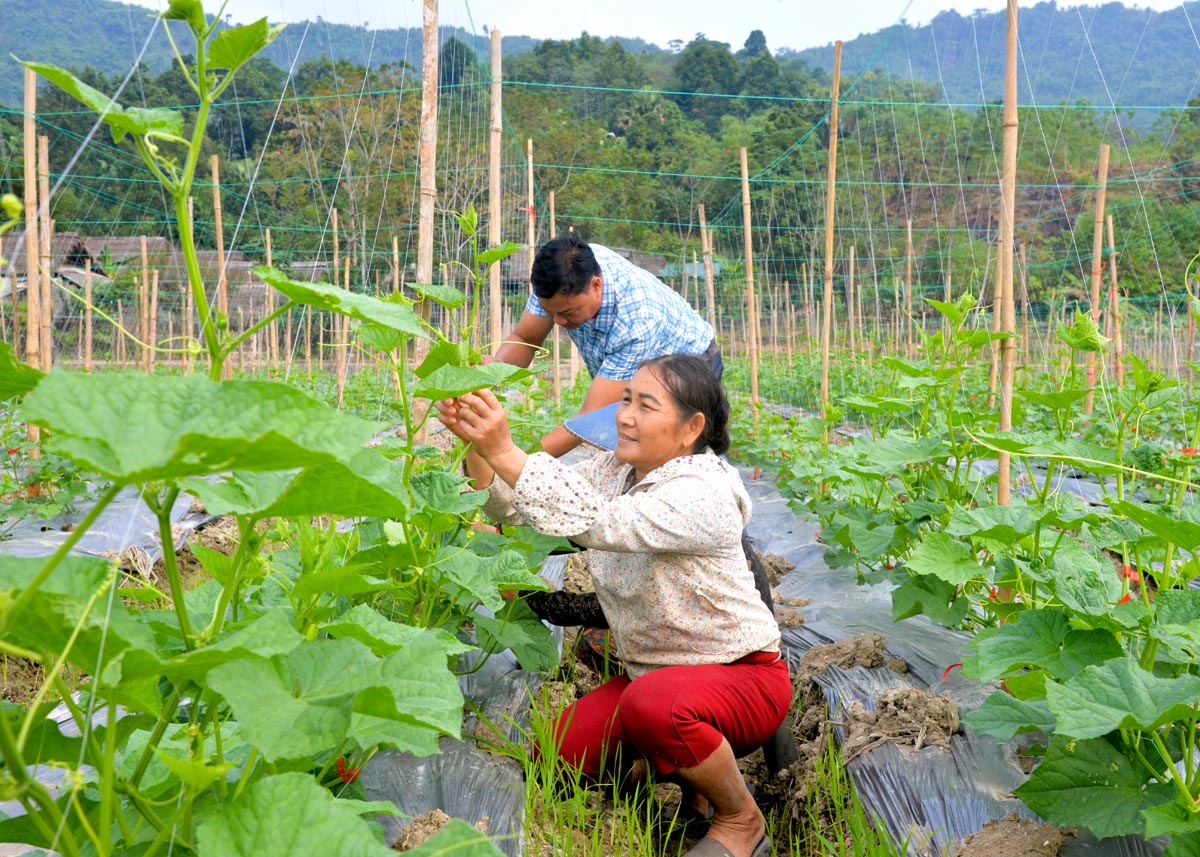 Mô hình liên kết sản xuất, bao tiêu sản phẩm dưa chuột tại xã Bằng Lang (Quang Bình).
