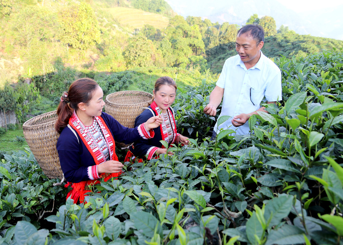 Secretary of Tan Lap Commune Party Committee Trieu Chan Khuan inspects the production of Shan Tuyet tea at a local facility.