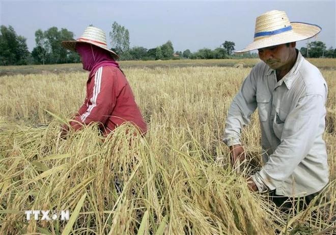 Thai farmers harvest rice on a paddy field.