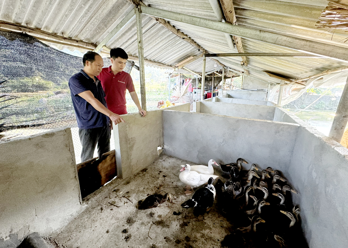 Mô hình chăn nuôi tổng hợp của gia đình anh Nguyễn Văn Liền, thôn Thanh Sơn, xã Thanh Thủy phát triển hiệu quả.