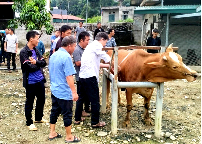 Tham quan, đánh giá trọng lượng đàn bò sau vỗ béo.
