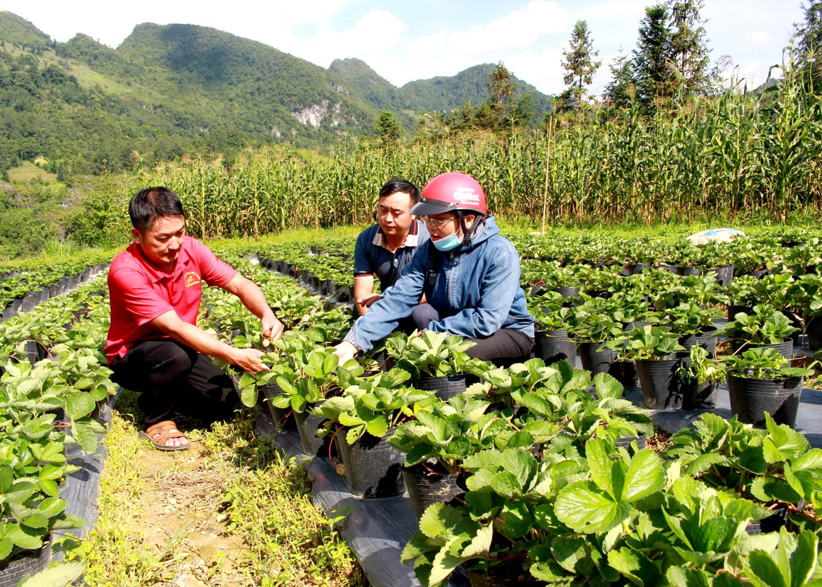 Mô hình cải tạo vườn tạp trồng Dâu tây ở thị trấn Phó Bảng (Đồng Văn).