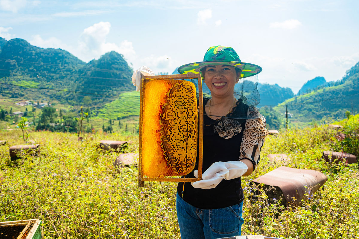 Chị Nguyễn Ánh Vân, Công ty TNHH Trường Anh, một trong những cơ sở đầu tiên được cấp Chỉ dẫn địa lý mật ong Bạc hà Mèo Vạc, dùng chung cho sản phẩm mật ong Bạc hà của tỉnh. Đến nay, gia đình chị có 1.500 đàn ong với các điểm đặt ở xã Sủng Trái và xã Lũng Phìn. 