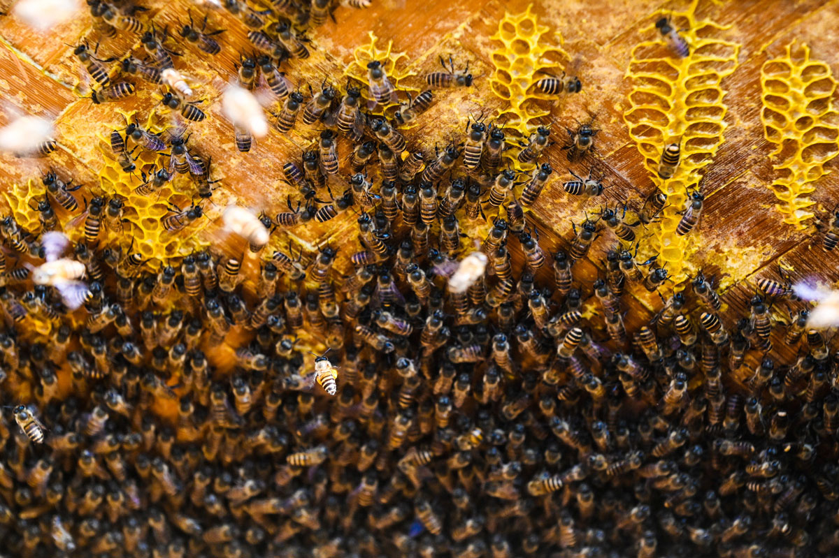 Ong trong tổ là giống ong nội - Apis cerana, được nuôi dưỡng trong năm. Thông thường mỗi con ong chúa sống 6-8 tháng, ong thợ sống 45 ngày. Mỗi mùa hoa nở, theo đặc tính, ong thợ sẽ bay xa tổ khoảng 2 đến 3 km để tìm mật. Tùy theo thời tiết, sau 10-12 ngày, sẽ thu hoạch được mật.