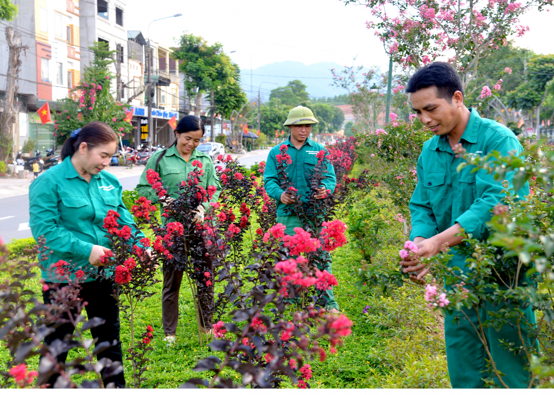 Tuyến đường trung tâm huyện Quang Bình trồng hoa Tường Vi cải tạo cảnh quan sáng, xanh, sạch, đẹp.