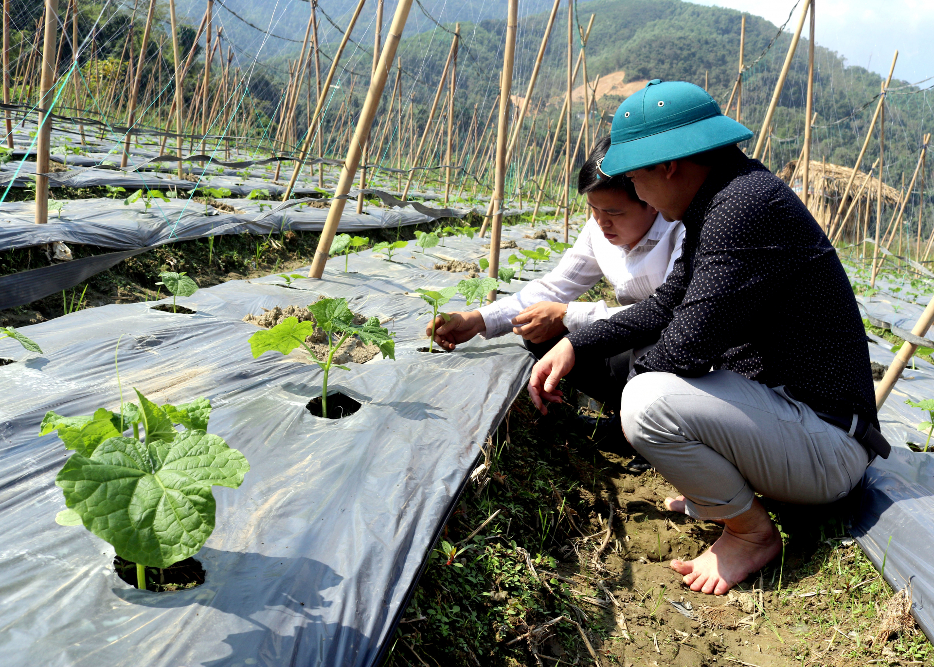 Cây Dưa chuột ở xã Minh Sơn tham gia trồng liên kết đang phát triển tốt.