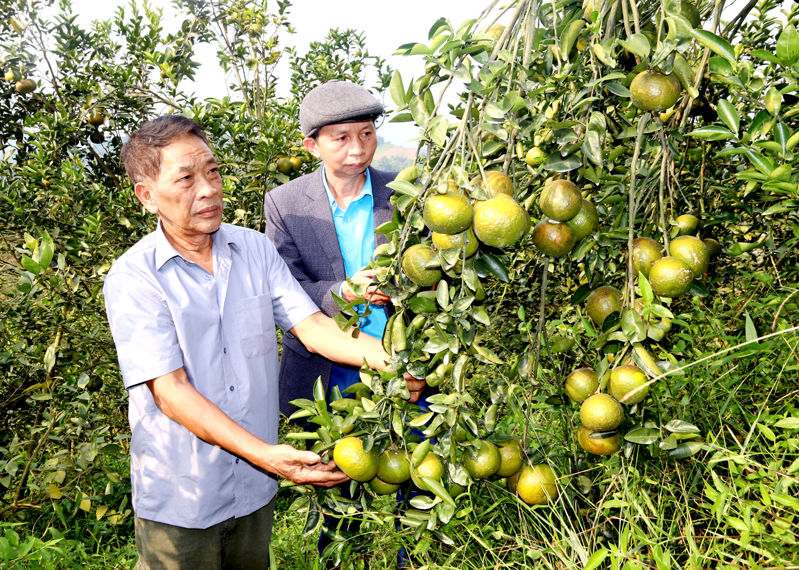 Sử dụng hiệu quả vốn vay ưu đãi giúp ông Hoàng Quyết Thắng (người đầu tiên), xã Vĩnh Hảo (Bắc Quang) nâng cao chất lượng cam Sành.
