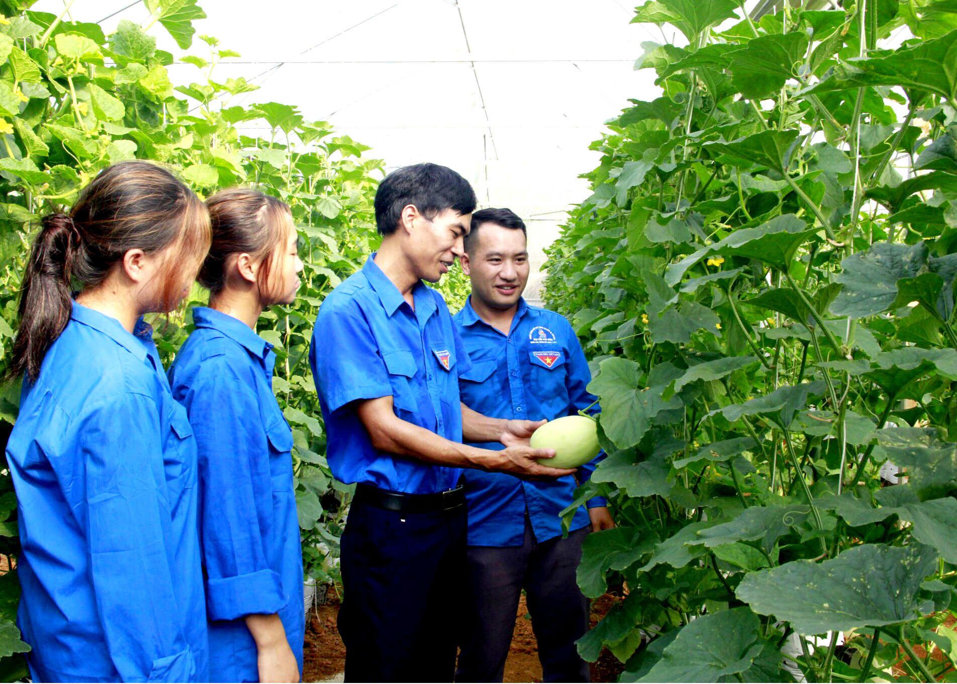 Hợp tác xã Nông nghiệp Tiên Phong phát triển nông nghiệp theo hướng hữu cơ, an toàn.  