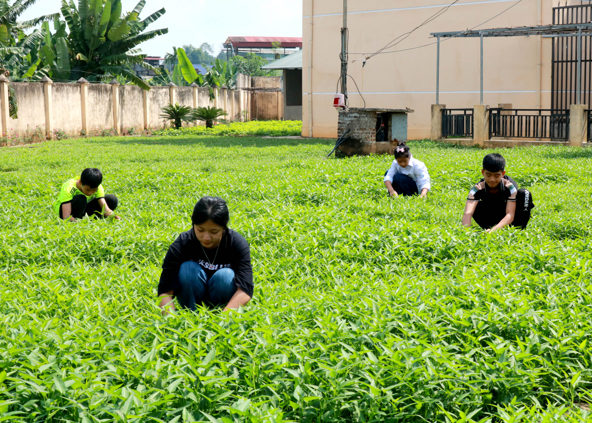 Học sinh Trường PTDT Nội trú THCS & THPT Bắc Quang chăm sóc vườn rau xanh.