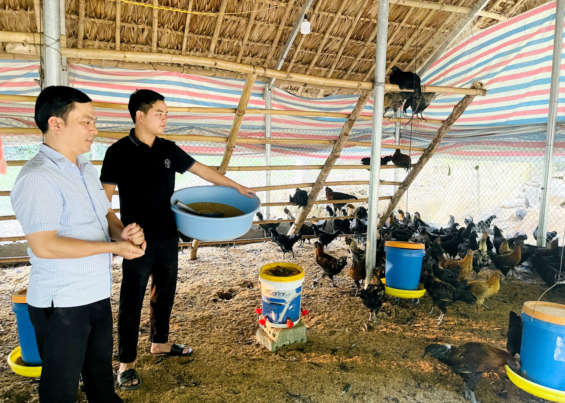 Nuôi gà H’Mông bản địa thương phẩm theo hướng an toàn sinh học tại xã Tùng Bá.