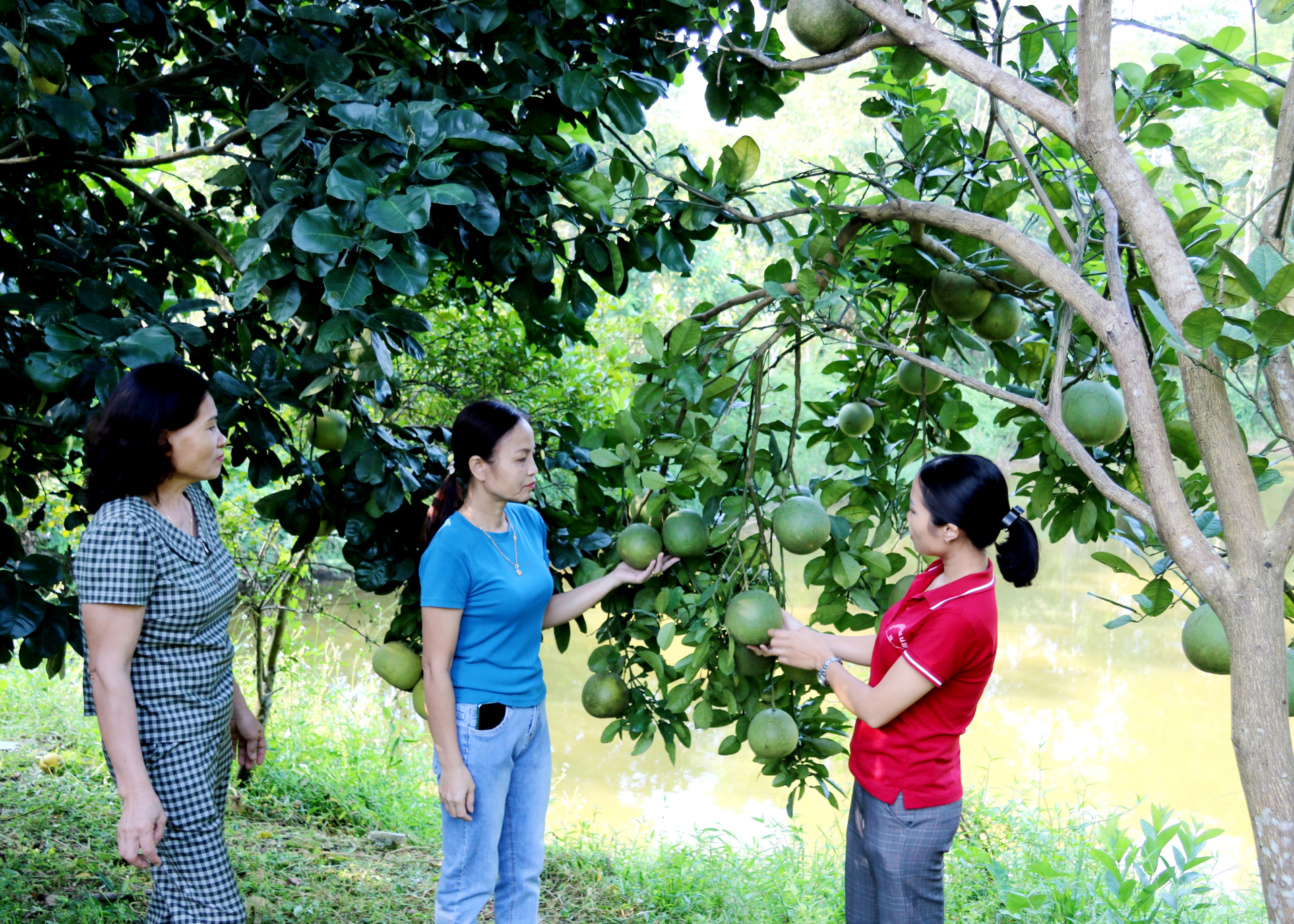 Vườn bưởi của hộ chị Vũ Thị Hương, tổ 8, thị trấn Nông trường Việt Lâm (Vị Xuyên).
