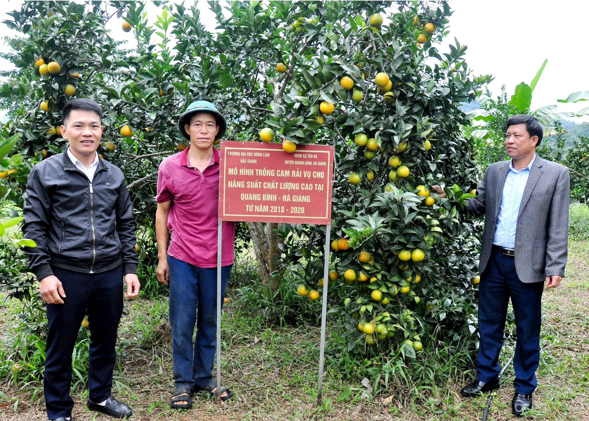 Vườn cam giống mới CS1, sau gần 5 năm trồng tại thôn Tràng Mới, xã Yên Hà, huyện Quang Bình đã cho năng suất khá cao.