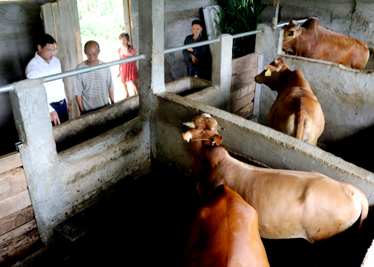 Lãnh đạo xã Yên Định thăm mô hình nuôi bò liên kết của gia đình anh Hầu Chúa Lềnh, thôn Bản Bó.