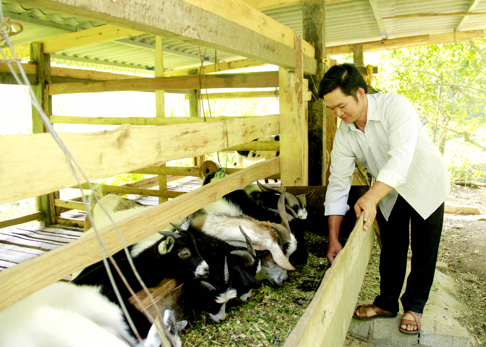 Người dân thôn Séo Lủng II, xã Thái An (Quản Bạ) phát triển chăn nuôi, nâng cao tiêu chí thu nhập.