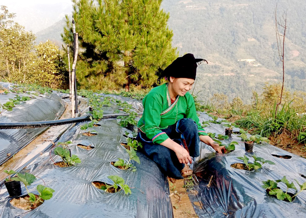 Chị Sải Thị Nhương, thôn Cốc Mui Hạ chăm sóc vườn Dâu tây của gia đình.