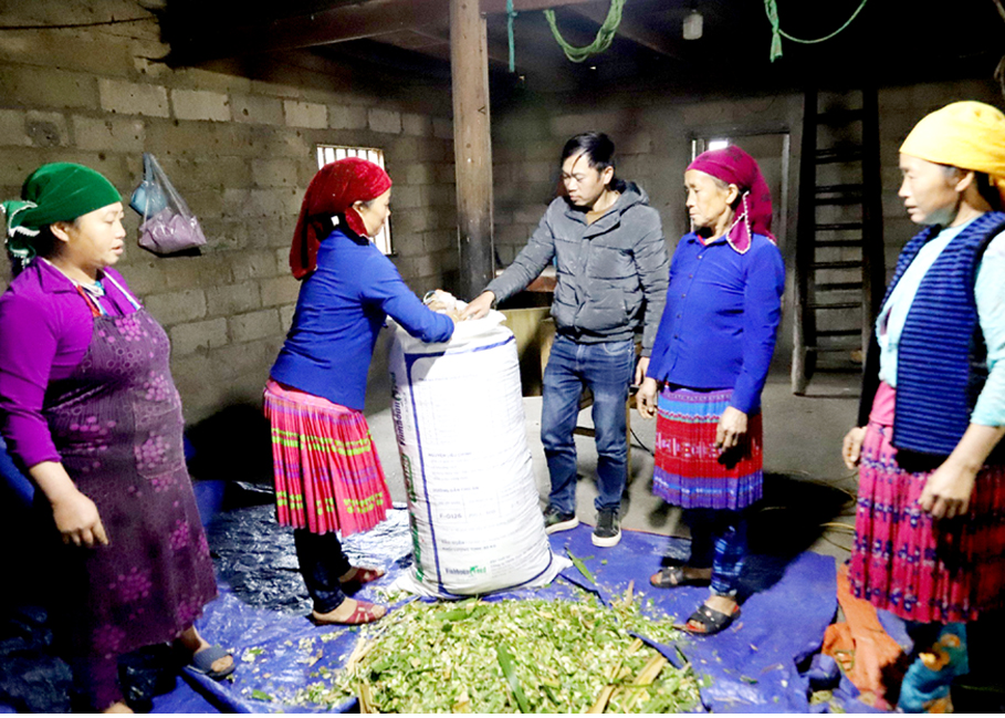 Cán bộ Khuyến nông xã Cán Chu Phìn hướng dẫn người dân ủ chua thức ăn cho đàn gia súc.