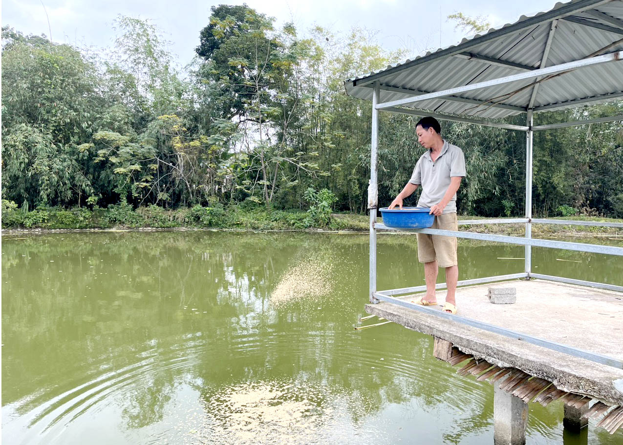 Anh Nguyễn Văn Khánh, thôn Mâng, xã Kim Ngọc (Bắc Quang) đầu tư, chăm sóc đàn cá để thu hoạch cuối năm.
