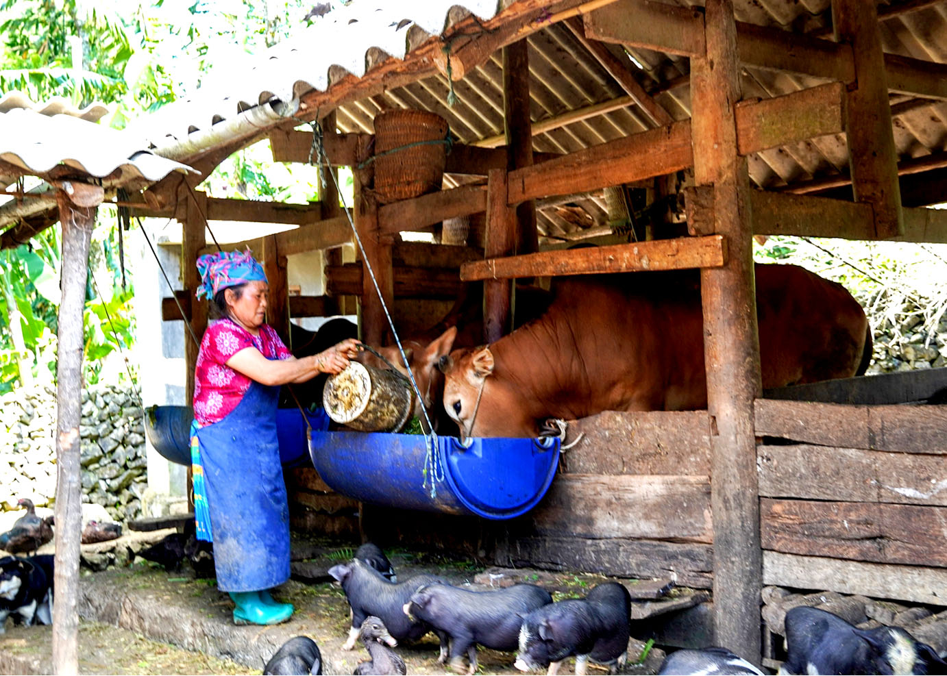 Được hỗ trợ con giống, kỹ thuật chăm sóc vật nuôi, nhiều gia đình dân tộc thiểu số huyện Mèo Vạc vươn lên thoát nghèo.