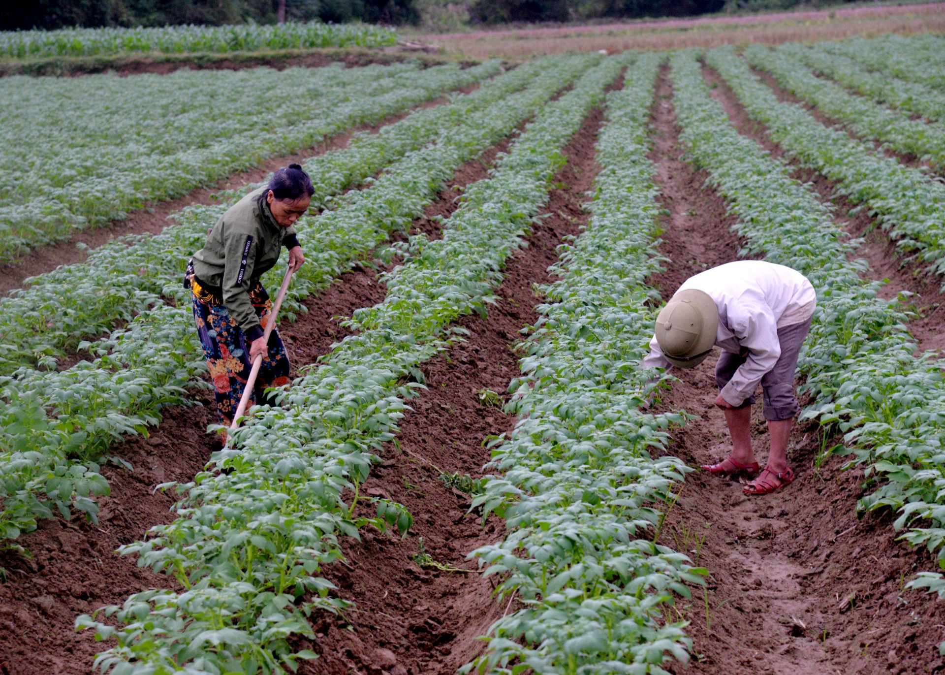 Người dân thị trấn Yên Bình liên kết với Nhà máy thực phẩm Orion (Bắc Ninh) trồng, tiêu thụ khoai tây theo hướng hàng hóa.                         Ảnh: Mộc Lan