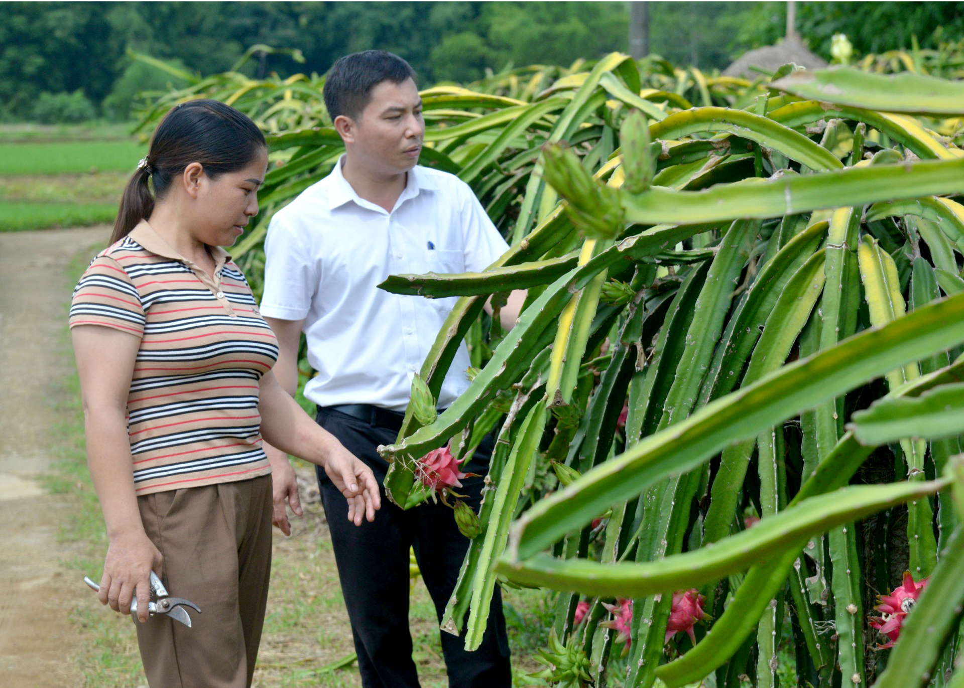 Chị Nguyễn Thị Tỵ, xã Vĩ thượng phát triển kinh tế với mô hình trồng cây ăn quả. Ảnh: Mộc Lan