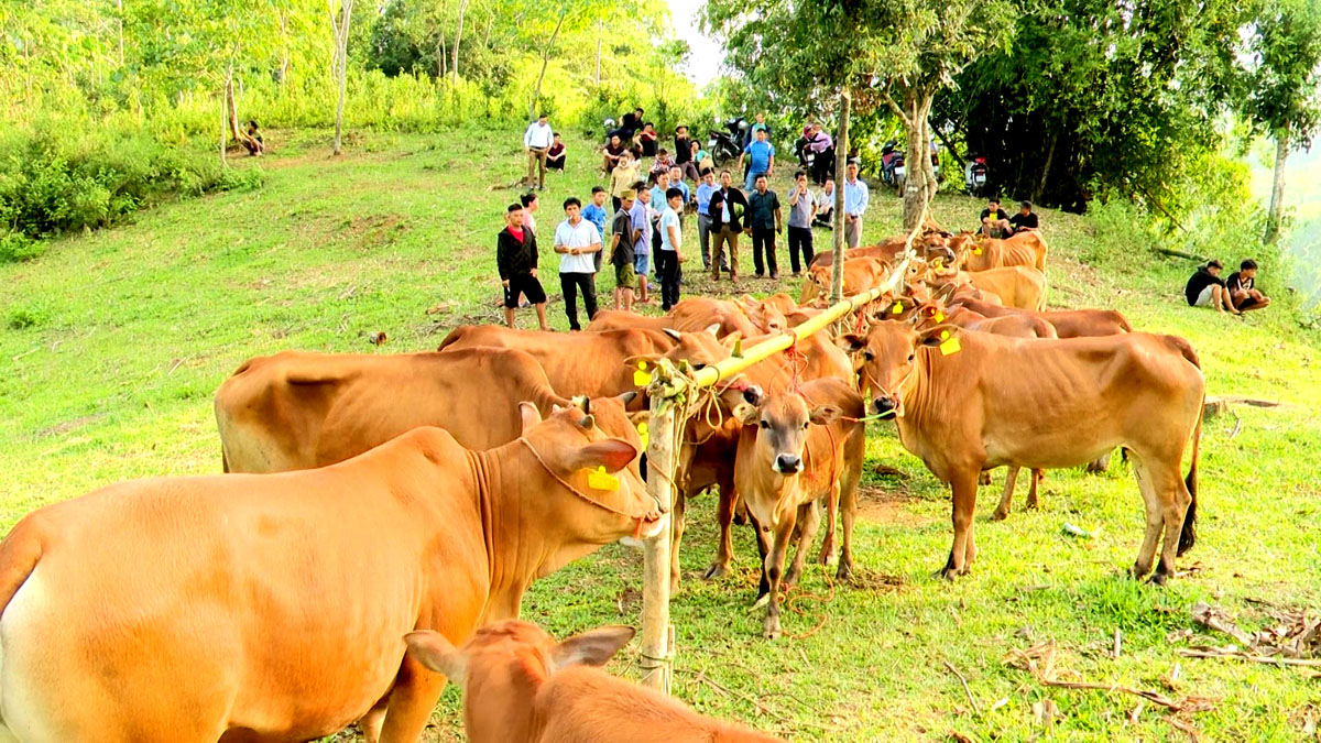 Huyện Bắc Mê thực tốt chương trình mục tiêu quốc gia trong xây dựng chuỗi liên kết chăn nuôi bò.