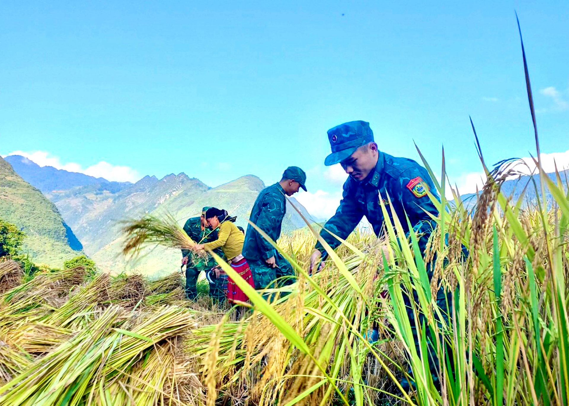 Cán bộ, chiến sỹ Đồn Biên phòng Bản Máy (Hoàng Su Phì) giúp người dân thu hoạch lúa.