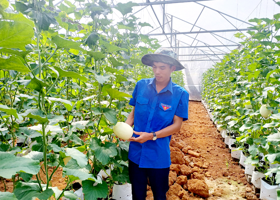 Vườn dưa 4.0 của HTX Nông nghiệp Tiên Phong (Vị Xuyên) được ứng dụng công nghệ tưới thông minh.