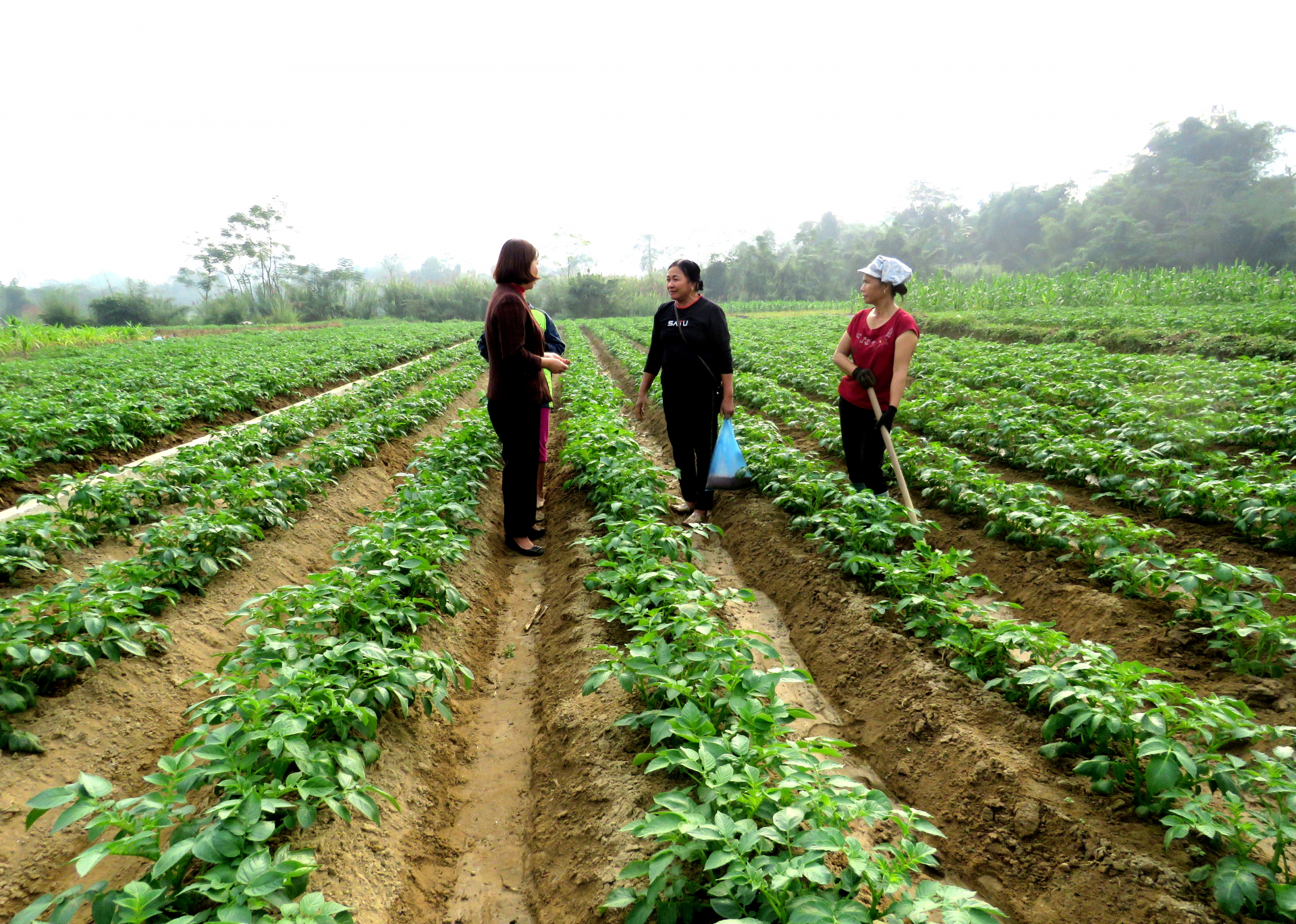 Cán bộ Khuyến nông huyện Quang Bình hướng dẫn người dân xã Yên Thành cách chăm sóc khoai tây.