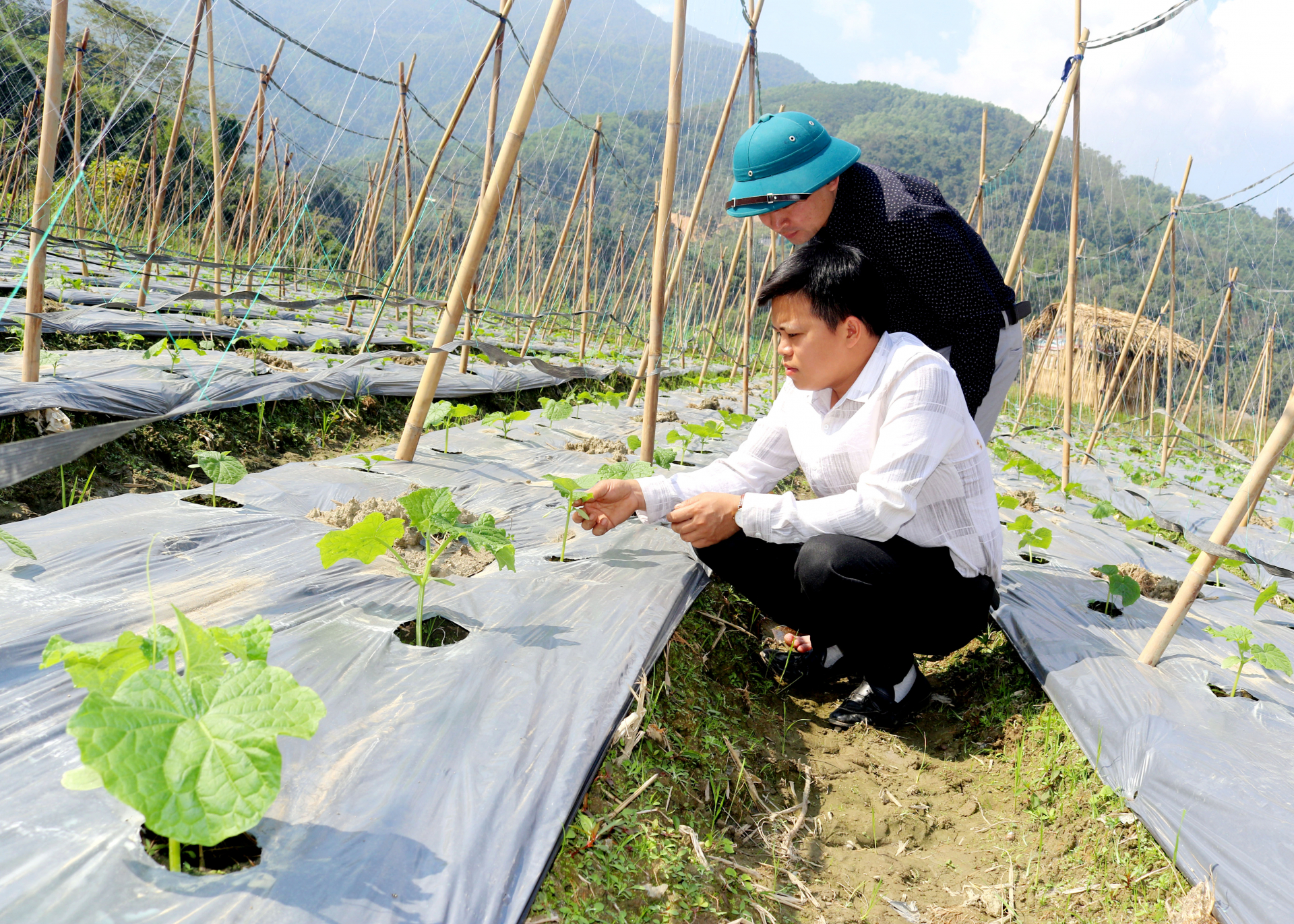 Người dân xã Minh Sơn chăm sóc cây Dưa chuột vụ Đông trồng theo mô hình liên kết.