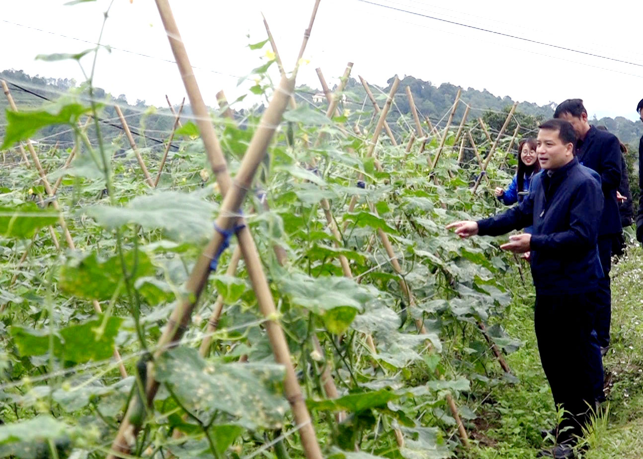 Lãnh đạo huyện Bắc Mê thăm mô hình trồng cây dưa chuột vụ Đông ở xã Phú Nam.