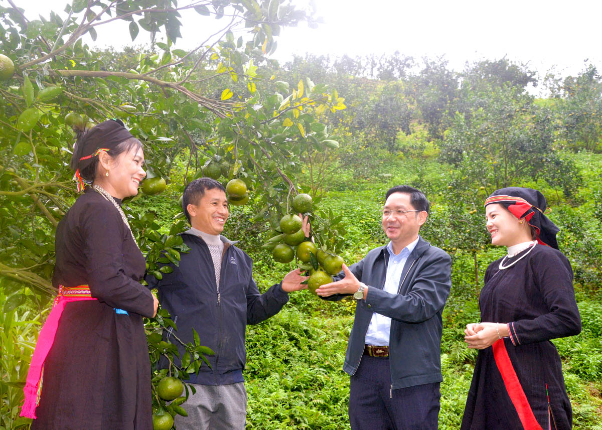 Lãnh đạo huyện Quang Bình kiểm tra mô hình phục hồi cam Sành tại xã Yên Hà.
