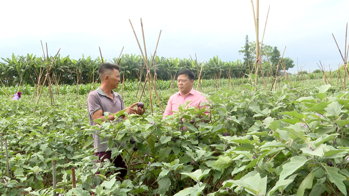 Trồng cây cà tím mang lại hiệu quả kinh tế cao tại thôn Bó Lách, xã Quyết Tiến, huyện Quản Bạ.