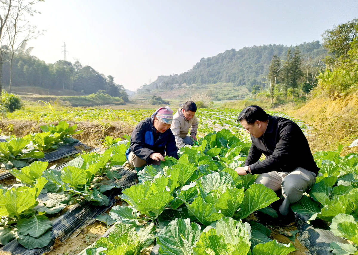 Nghị quyết 05 đã giúp người dân nâng cao thu nhập từ những mảnh vườn. Trong ảnh: Người dân xã Quyết Tiến (Quản Bạ) chăm sóc rau màu trồng vụ Đông