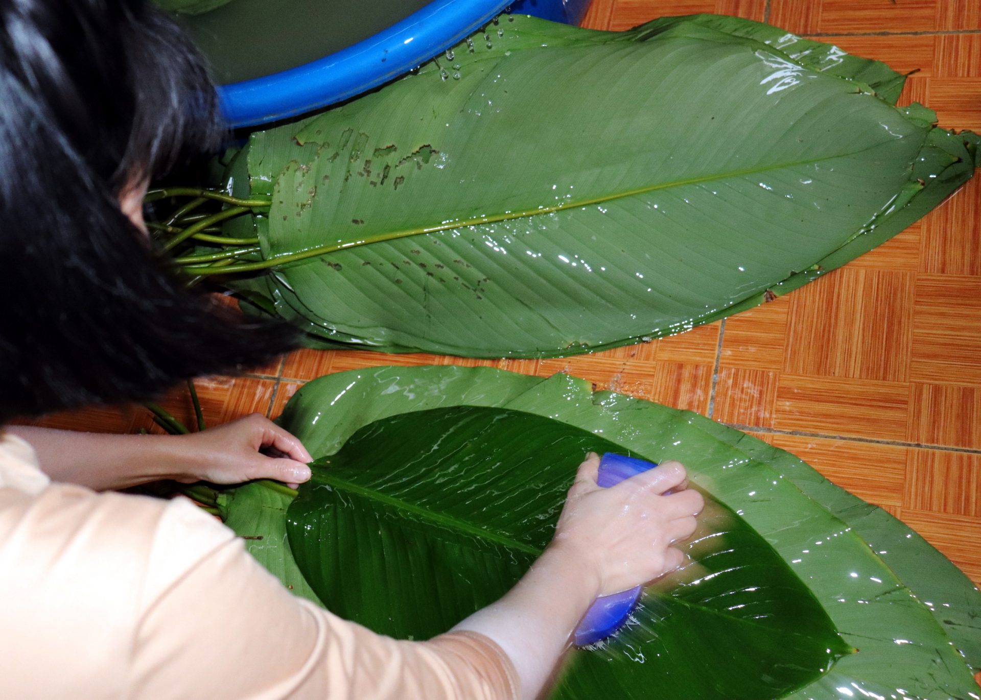 Before wrapping the cake, the dong leaves must be washed clean and dried.