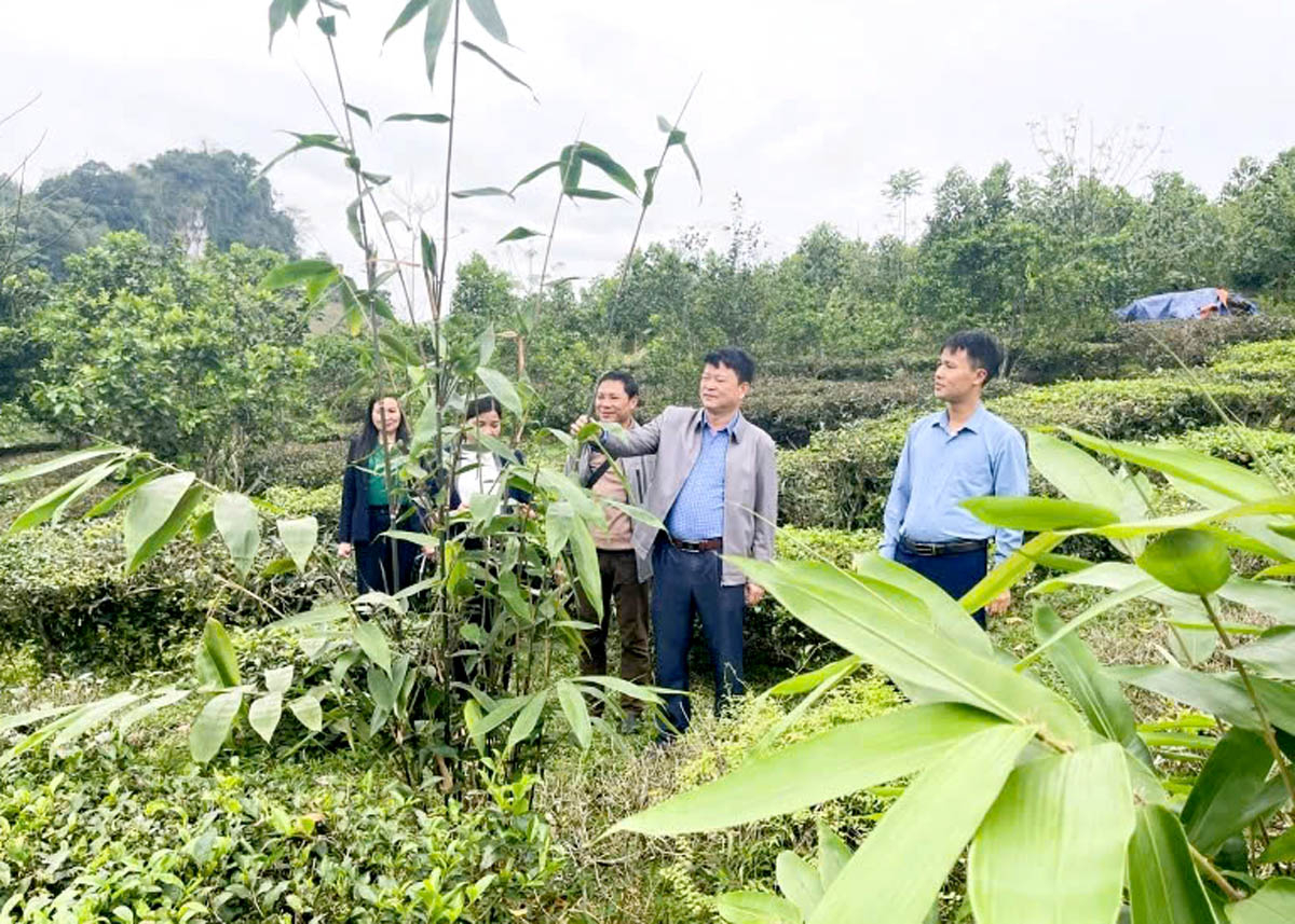 District leaders inspect the household economic development model in Viet Hong Commune.