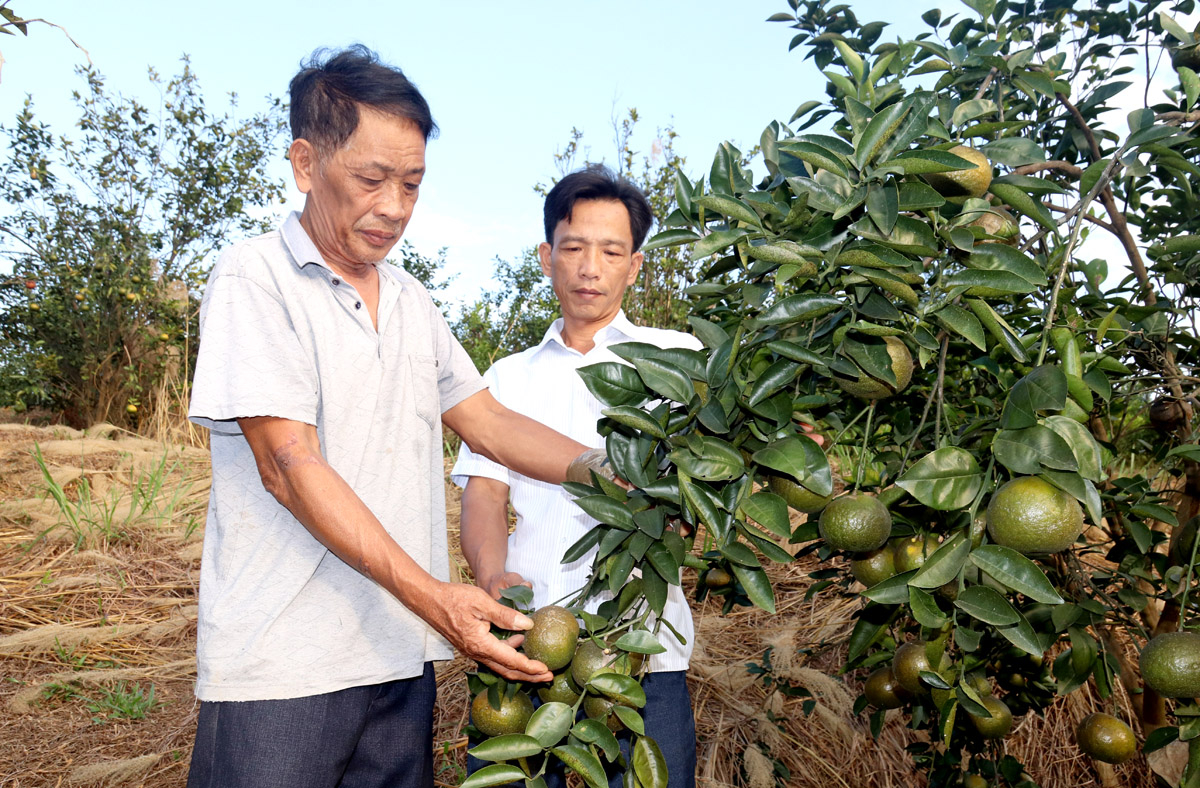 Người dân xã Vĩnh Hảo vươn lên làm giàu từ trồng cam Sành.
						