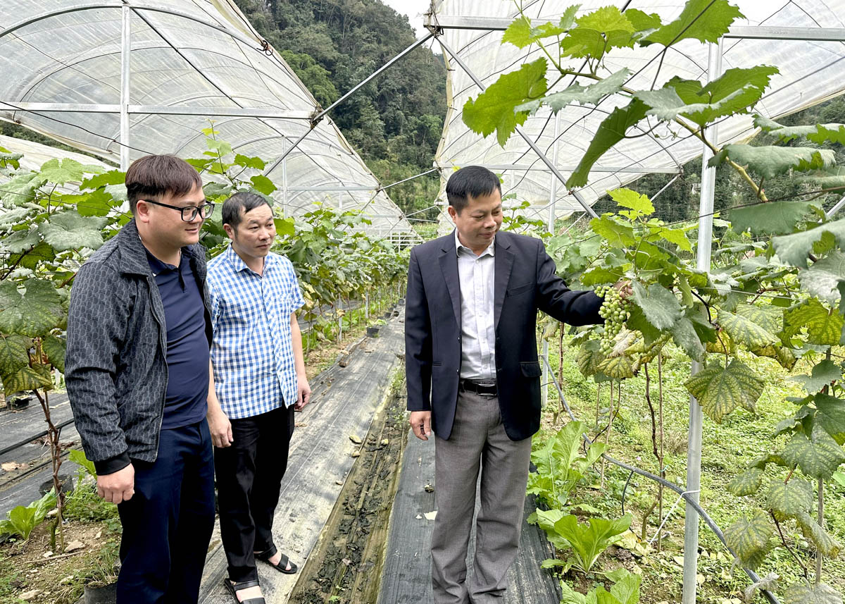 Nho Hạ đen của gia đình anh Vừ Mí Chá, xã Sủng Là sinh trưởng, phát triển tốt.