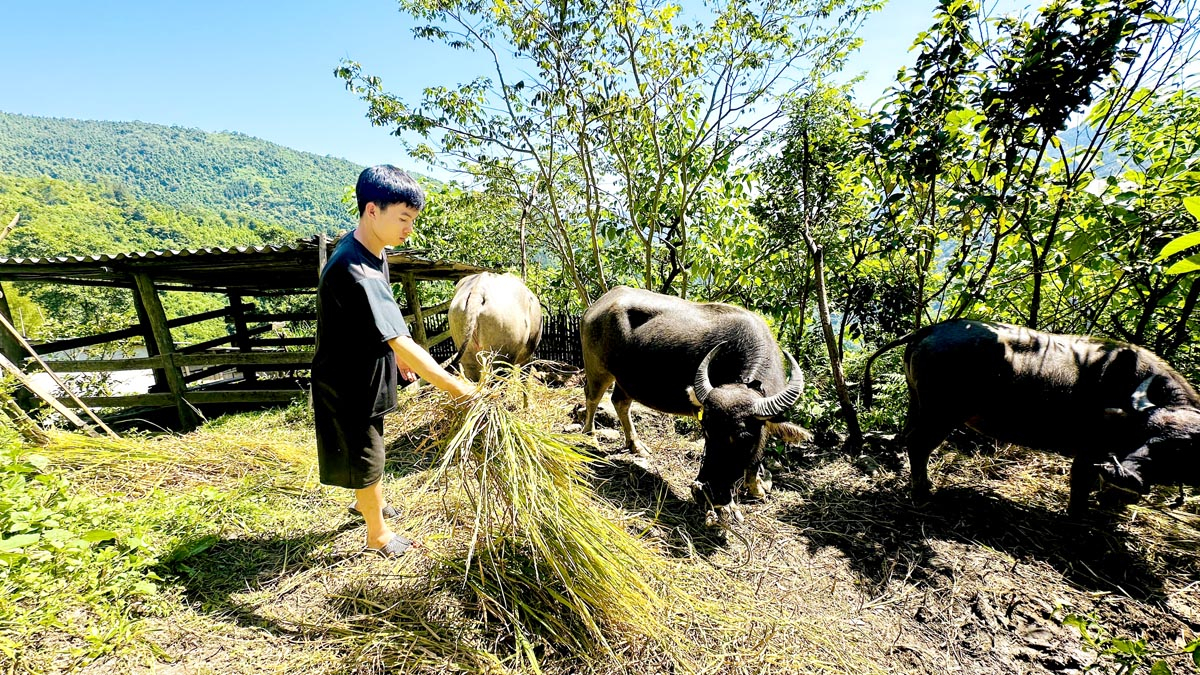 Người dân xã Thanh Đức (Vị Xuyên) chăm sóc đàn trâu được đầu tư từ 3 Chương trình mục tiêu quốc gia.
								Ảnh: Biện luân