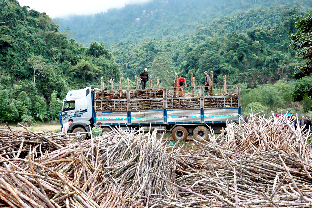 Trồng mía liên kết đem lại hiệu quả kinh tế cao cho nhiều hộ dân xã Phong Quang.