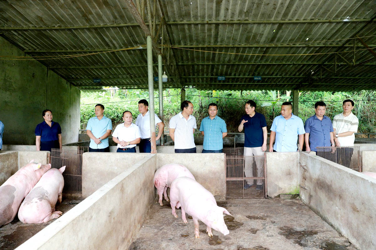 Lãnh đạo huyện Hoàng Su Phì kiểm tra chuồng dự trữ của lò giết mổ tập trung.