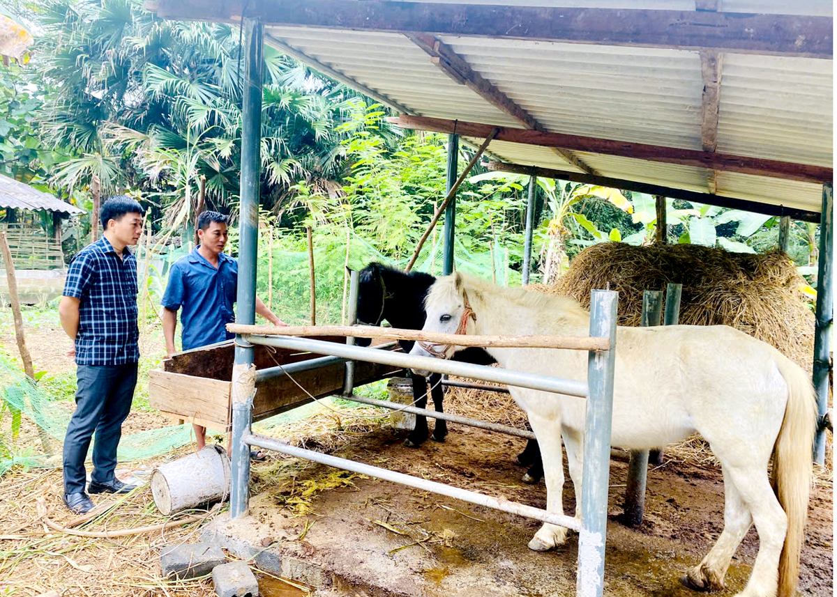 Mô hình chăn nuôi ngựa của người dân xã Bạch Ngọc từ dự án hỗ trợ sinh kế của huyện Vị Xuyên.