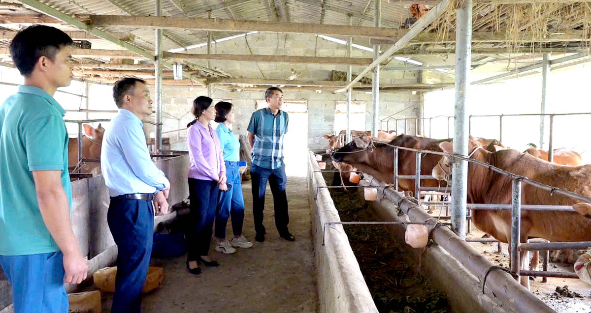 Phát triển chăn nuôi bò Vàng hàng hóa tại các huyện vùng Cao nguyên đá.