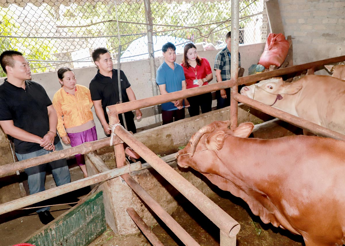 Lãnh đạo xã Thanh Vân thăm mô hình bò nuôi nhốt của gia đình anh Thào Mí Vừ, thôn Mã Hồng.