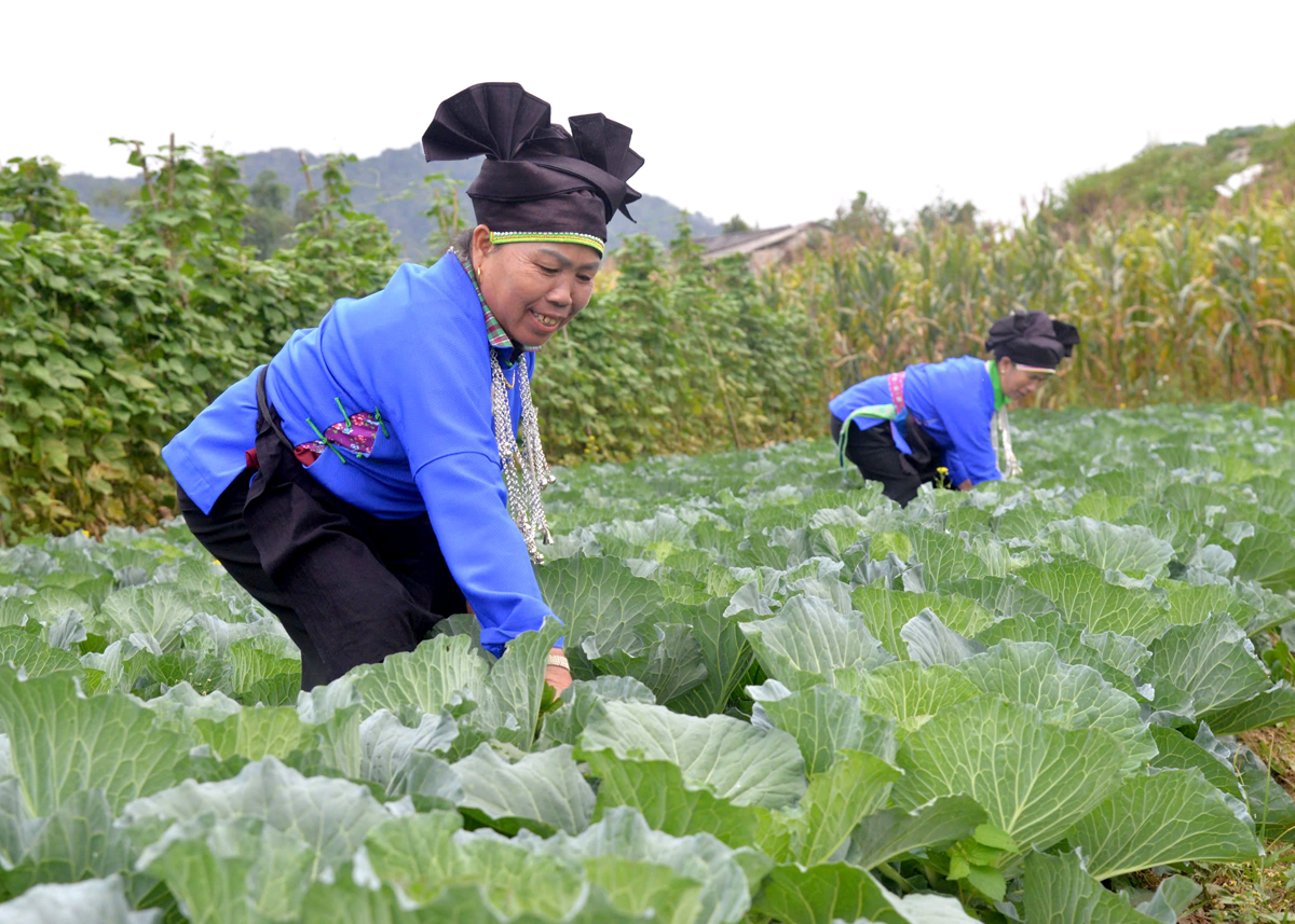 Người dân xã Quyết Tiến chăm sóc cây bắp cải.