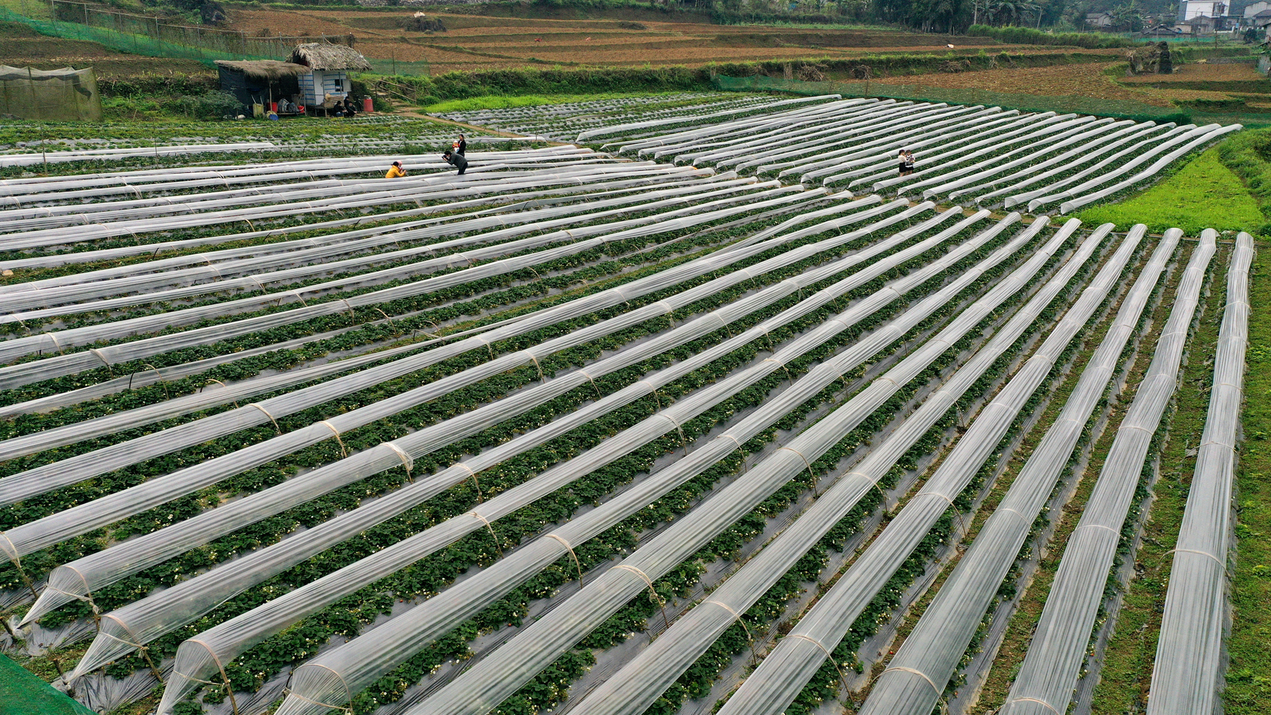 Viên Anh Minh với mô hình trồng dâu tây hữu cơ gắn với du lịch ...